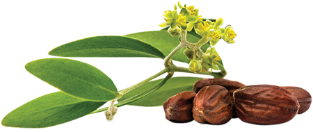 doğal bitkisel jojoba yağı